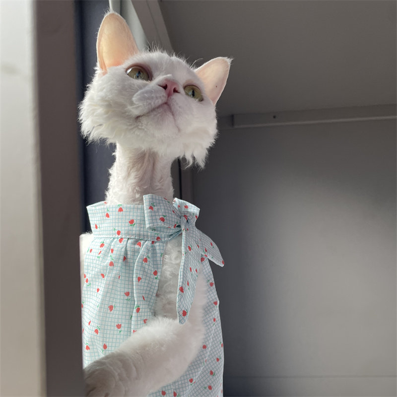 Cat Clothing in Summer Sweet L - Summer Light Clothing บทวิจารณ์และราคา